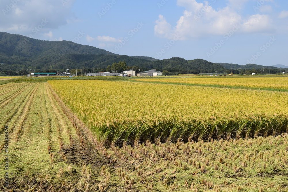 新米の収穫 新米の収穫