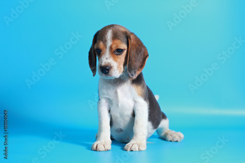 2 month pure breed beagle Puppy on light blue screen 