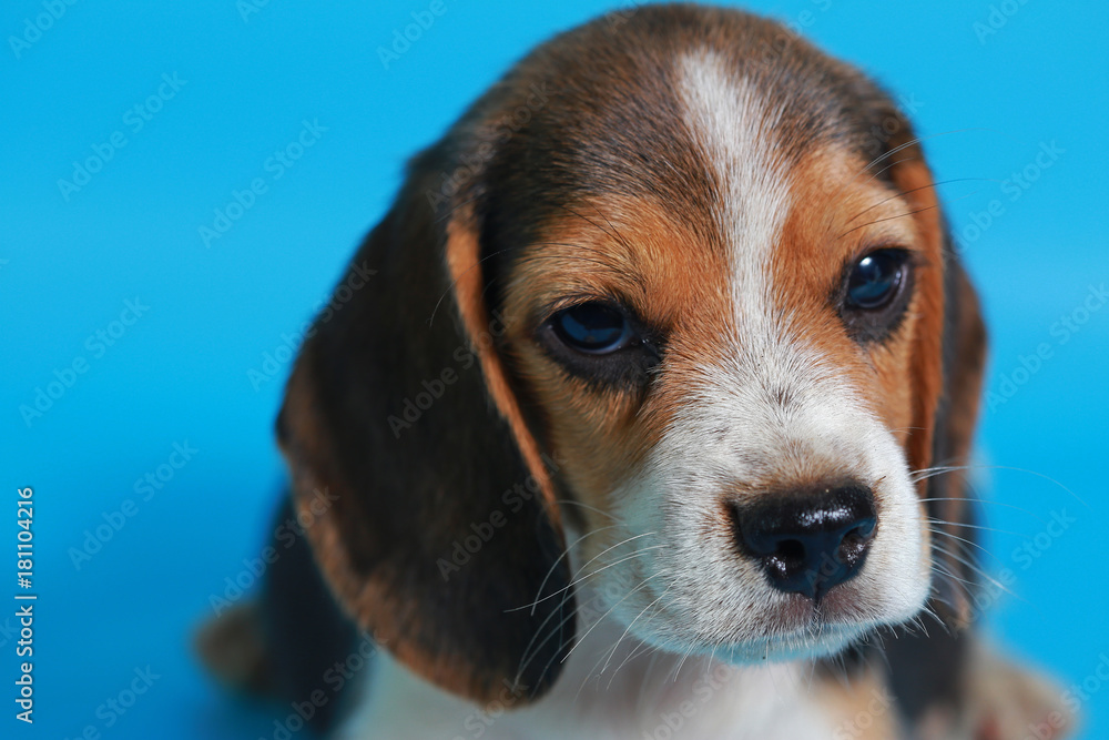 2 month pure breed beagle Puppy on light blue screen
