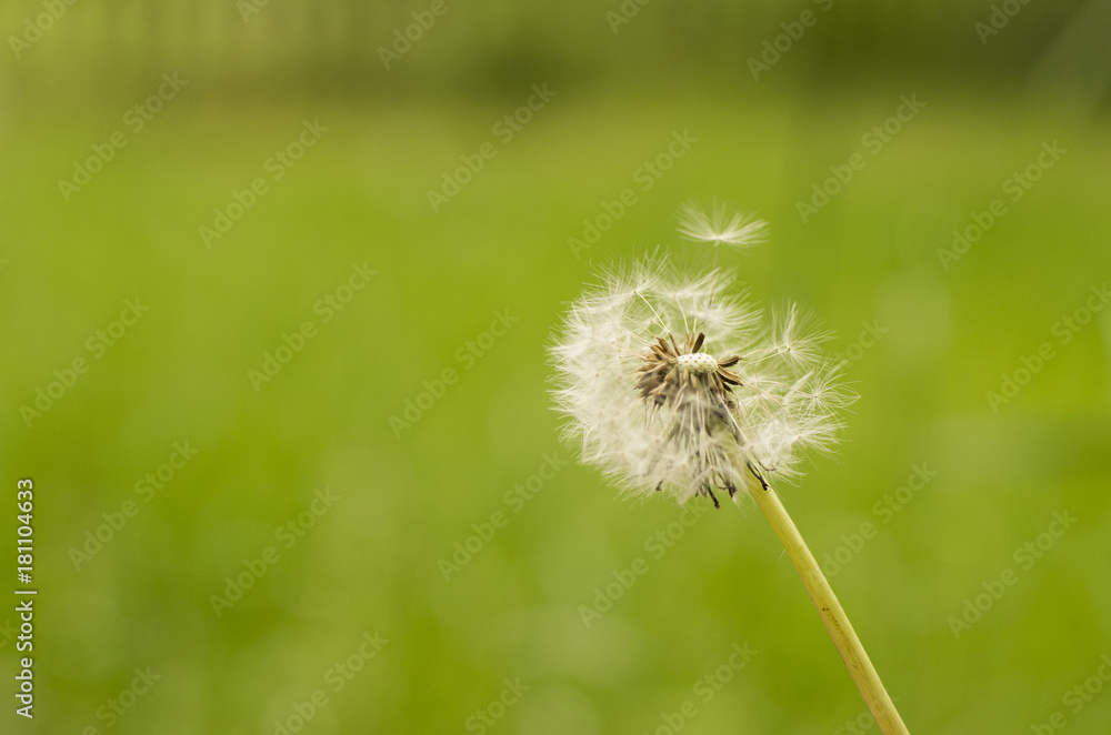 Fototapeta premium Meer aus Pusteblumen auf Wiese