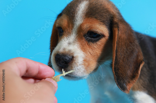 2 month pure breed beagle Puppy on light blue screen 