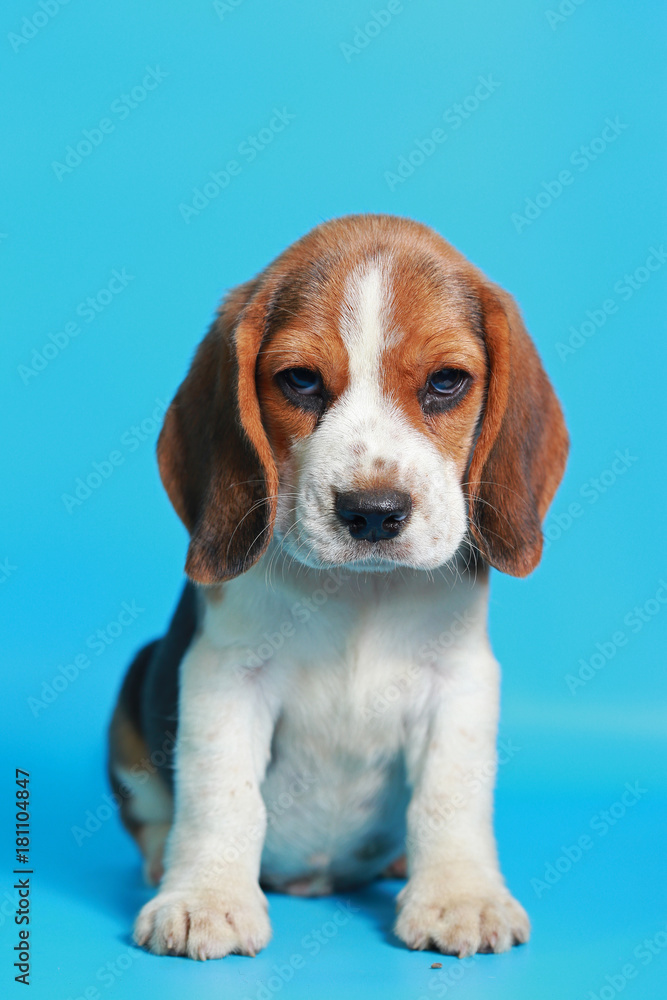 2 month pure breed beagle Puppy on light blue screen
