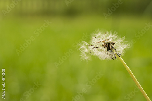 Fototapeta Naklejka Na Ścianę i Meble -  Meer aus Pusteblumen auf Wiese