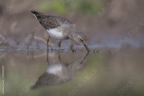 Temminck s stint 