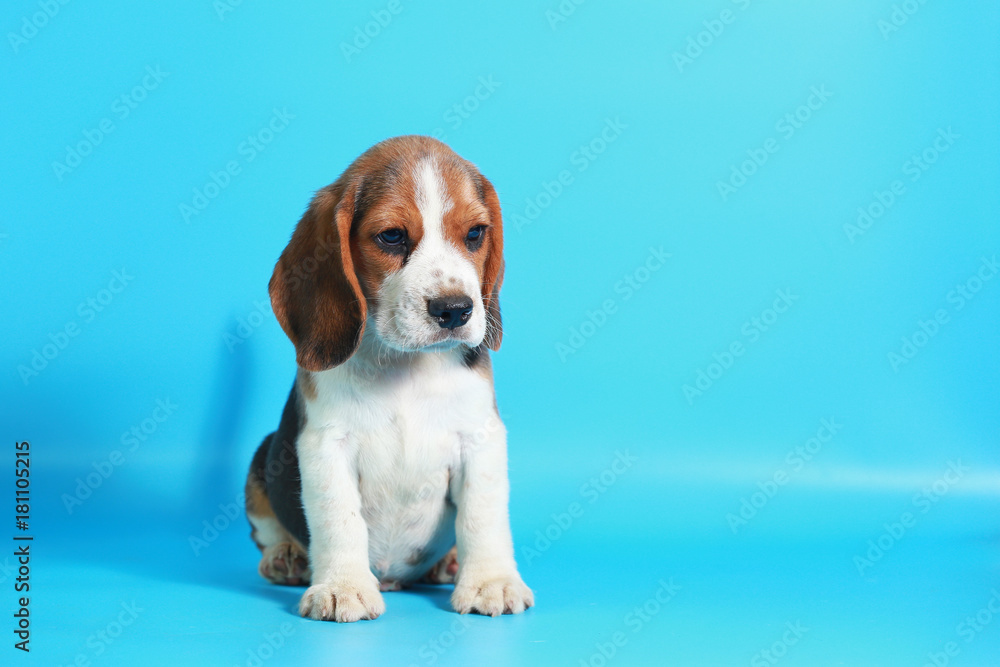 2 month pure breed beagle Puppy on light blue screen