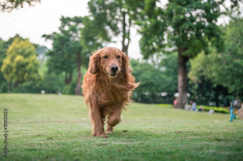 Golden Retriever in the outdoor on the grass