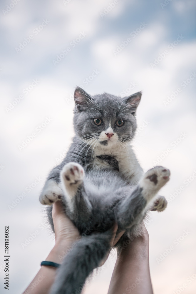With a gray kitten in his arms With a gray kitten in his arms