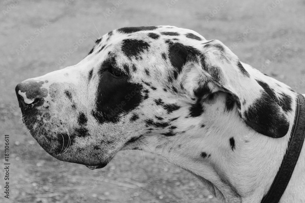 Dalmatian dog head