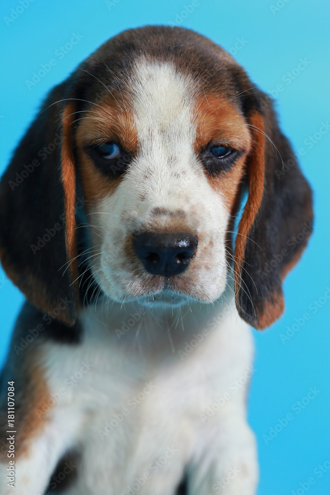 2 month pure breed beagle Puppy on light blue screen 2 month pure breed beagle Puppy on light blue screen