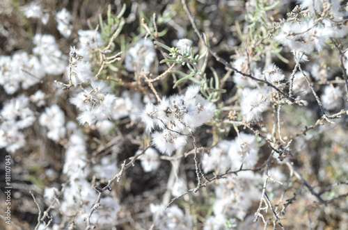 White flower