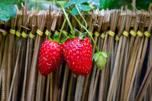 ripe strawberry in a stawbery tree