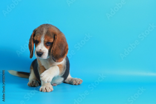 2 month pure breed beagle Puppy on light blue screen