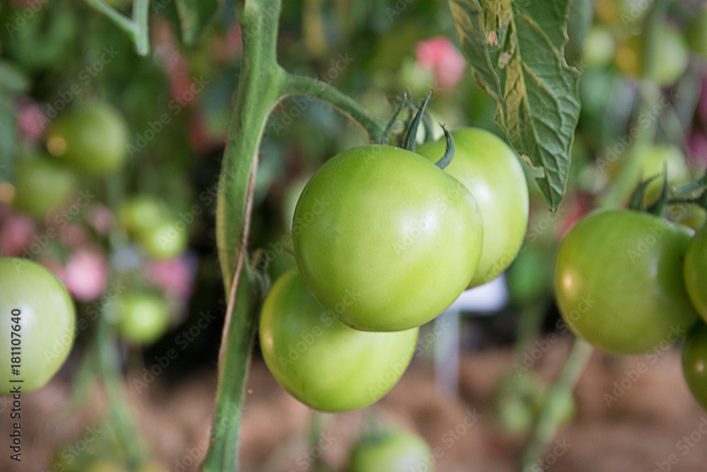 Fototapeta premium Green Tomatoes