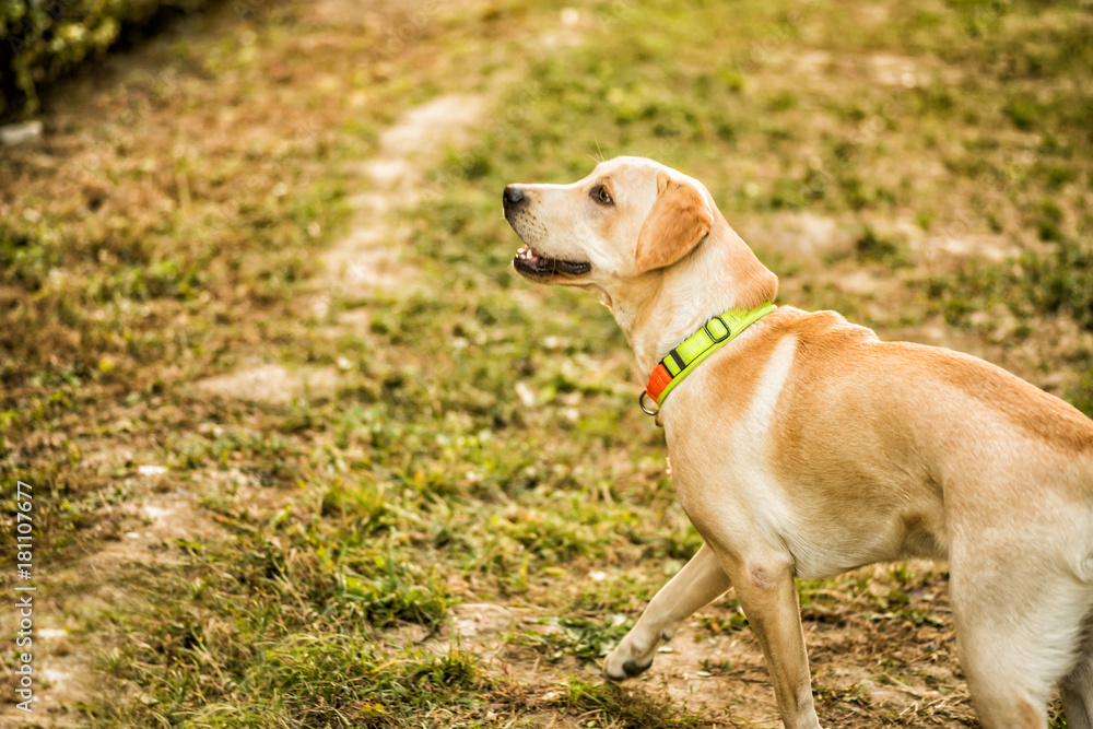 Big adorable happy dog looking to the side with mouth open Big adorable happy dog looking to the side with mouth open