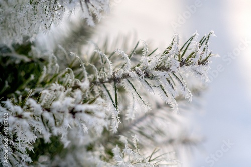 Christmas tree branch with needles in the frost