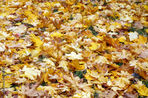 pile of orange maple leaves on green grass with blur effect.