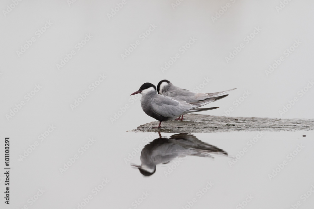 Fototapeta premium Whiskered tern