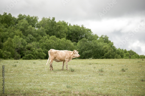 Fototapeta Naklejka Na Ścianę i Meble -  Short horned cattle