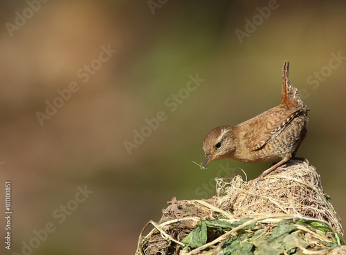 Le troglodyte mignon.