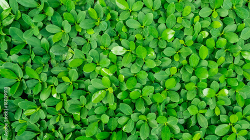 Green Leaves background. Natural concept. Use for advertising design brochure organic or beauty products