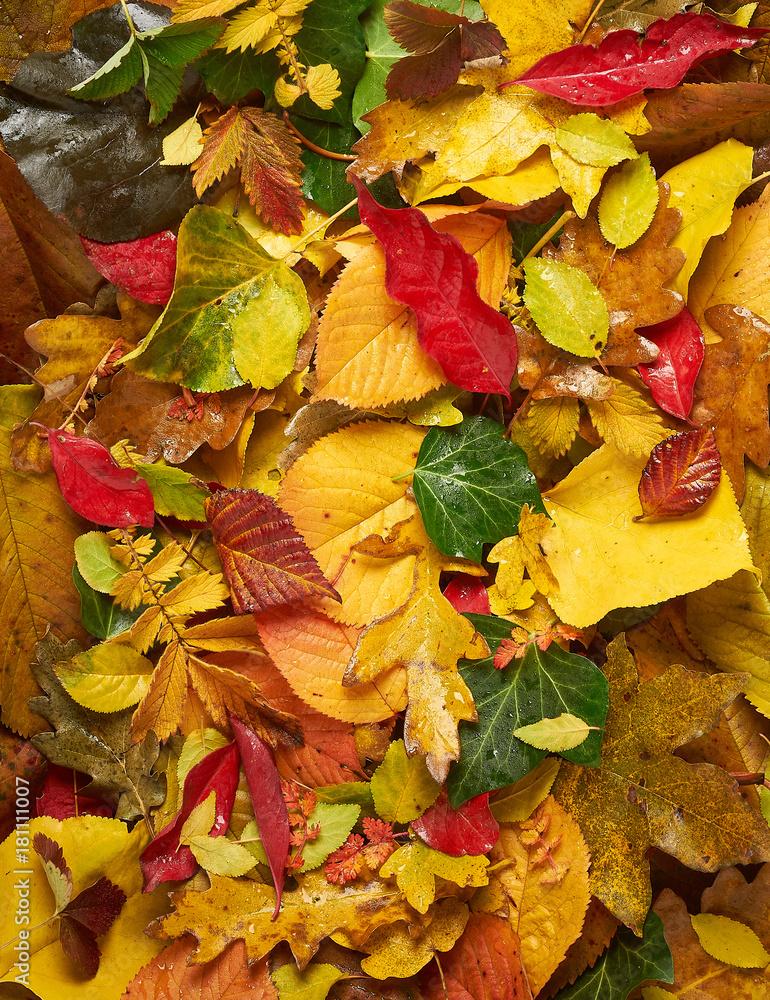 Obraz premium Colorful Leaves