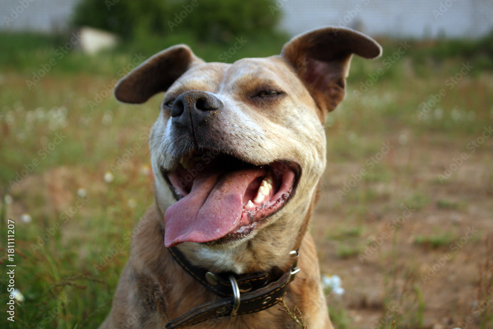 Smiling pitbull dog.