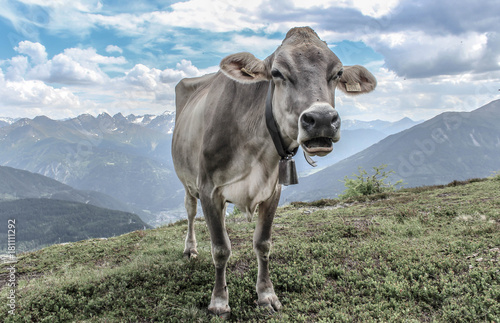 ow in front of a beautiful mountain panorama in the beautiful landscape of tyrol