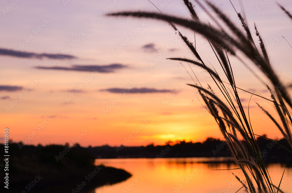 field of grass and sun in sunset