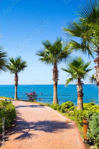summer vacation concept - palms on the beach