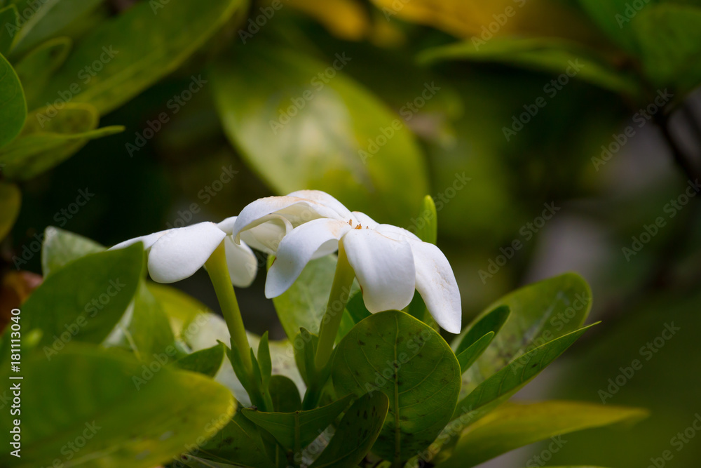 Fototapeta premium Tiare