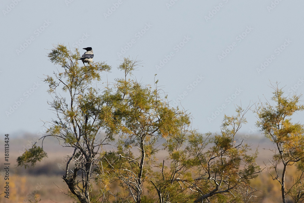 View of crow in Evros river, Greece. View of crow in Evros river, Greece.