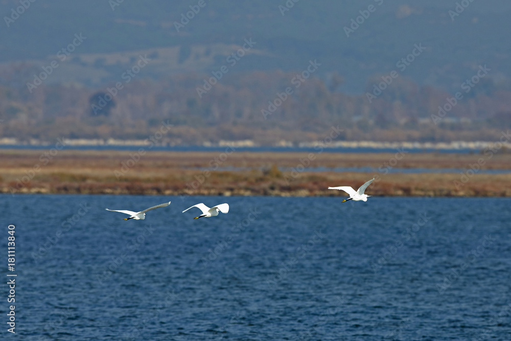 View of flying herons in Evros river, Greece.
