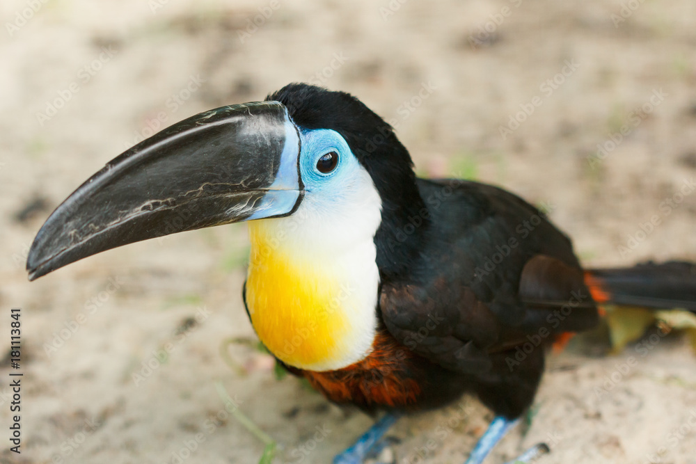 Naklejka premium Toucan sitting close-up.