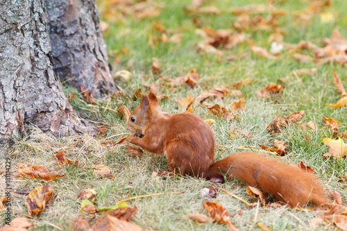 squirrel in grass in park in autumn © bravissimos
