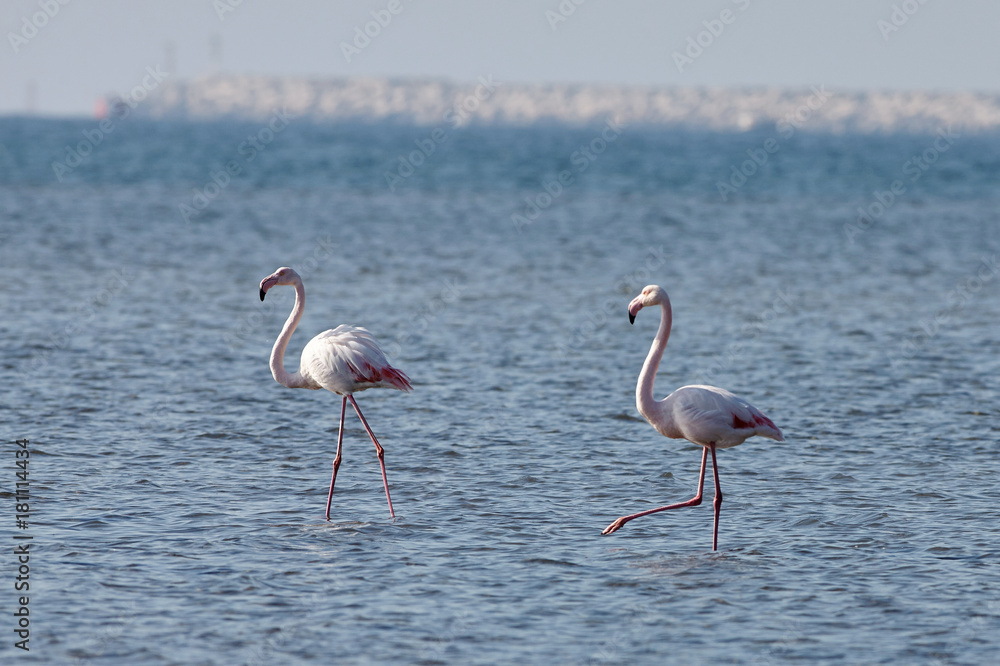 View of pink flamingos in Evros, Greece.