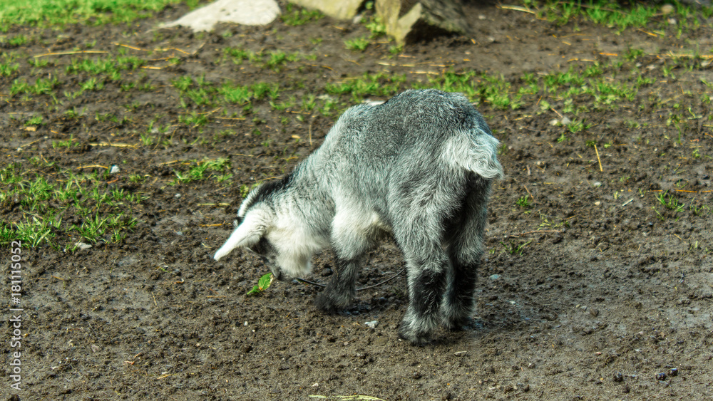goat in a zoo in Wolfurt, Vorarlber, Austria goat in a zoo in Wolfurt, Vorarlber, Austria