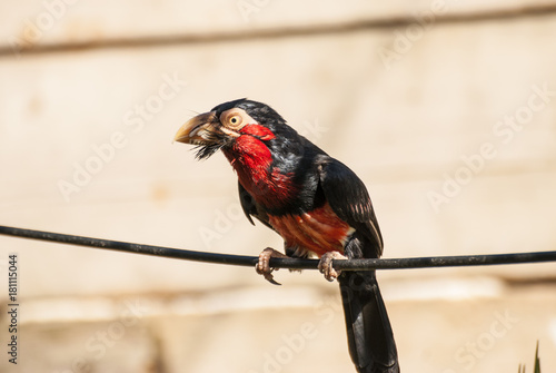 Bearded Barbet bird (Lybius dubius) photo