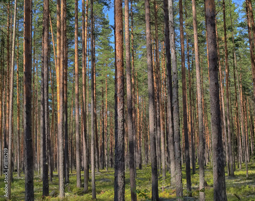 Pine forest in summer