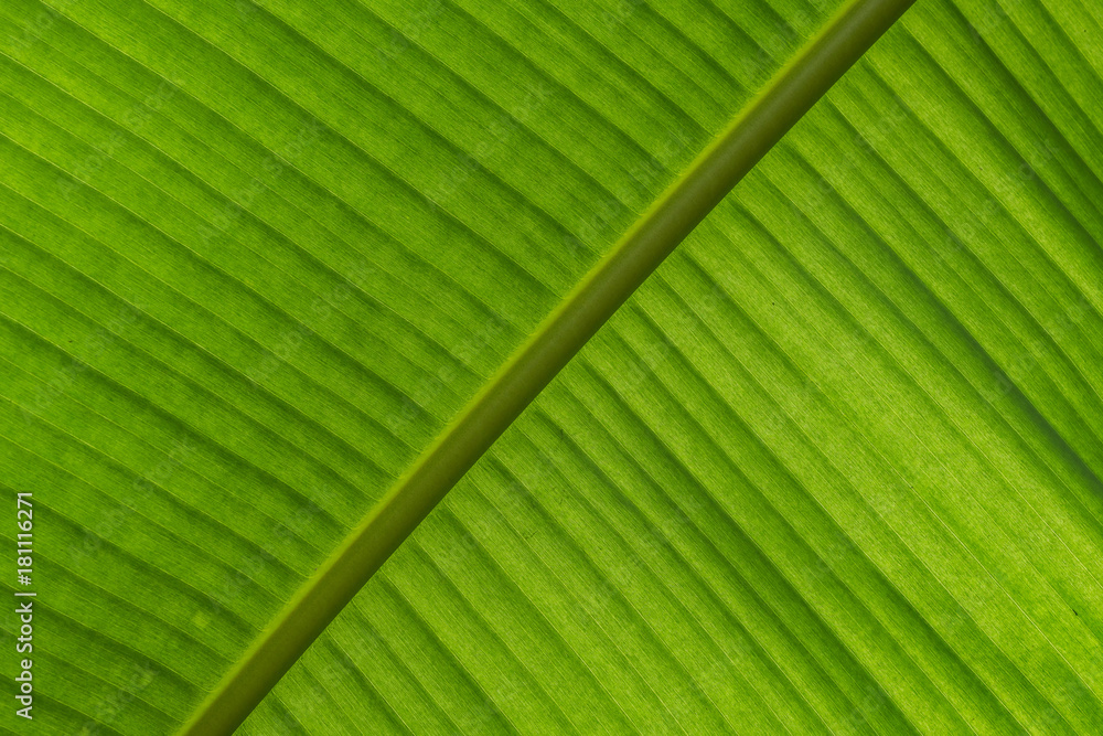 The background and texture of a green leaf The background and texture of a green leaf