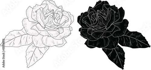isolated two roses blooms white and black sketches