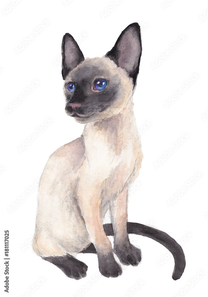 Cute fluffy white Siamese cat with blue-violet eyes Cute fluffy white Siamese cat with blue-violet eyes