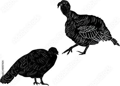 two turkey sketches isolated on white