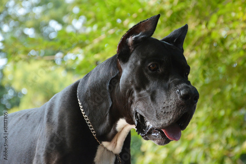 Black German mastiff walks in the park
