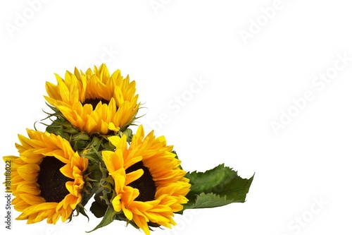 Three flowers of a decorative sunflower, lying on the surface. Isolated against a white background. Orientation on the right side of the frame. Mock up, copy space