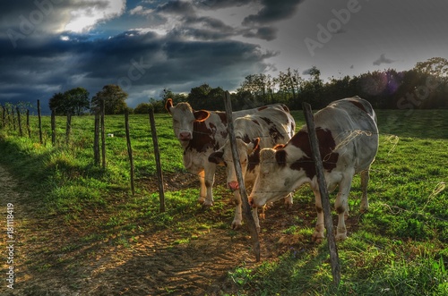 Vaches montbéliardes à Villereversure, Ain, France photo