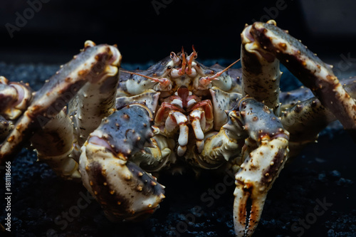 the crab with black background