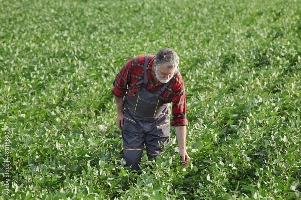 Farmer examining soy bean plants in field Farmer examining soy bean plants in field