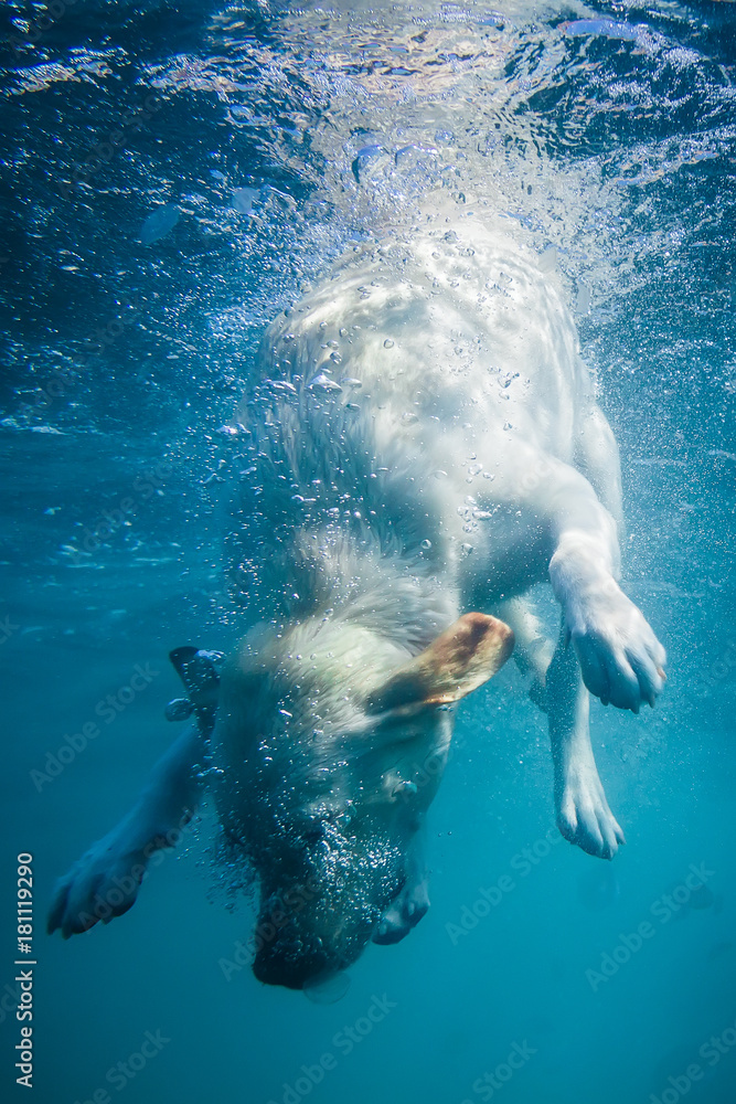 Can Dogs Go Underwater