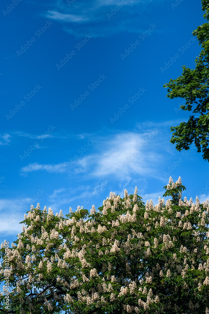 Chestnut tree with blossoming spring flowers against blue sky, seasonal floral background