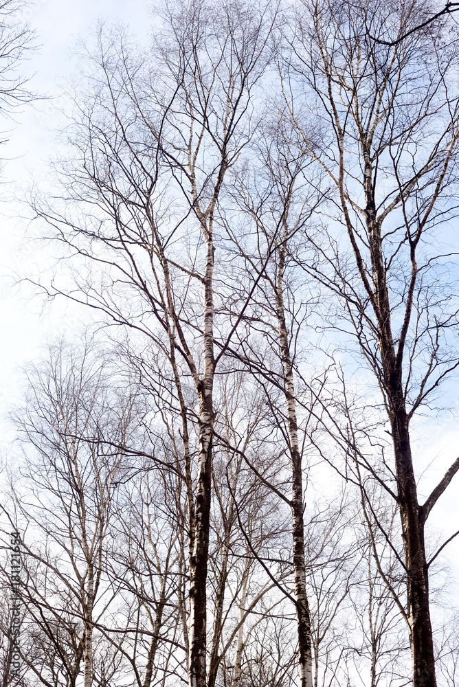 Birch tree without leaves. Birch tree without leaves.